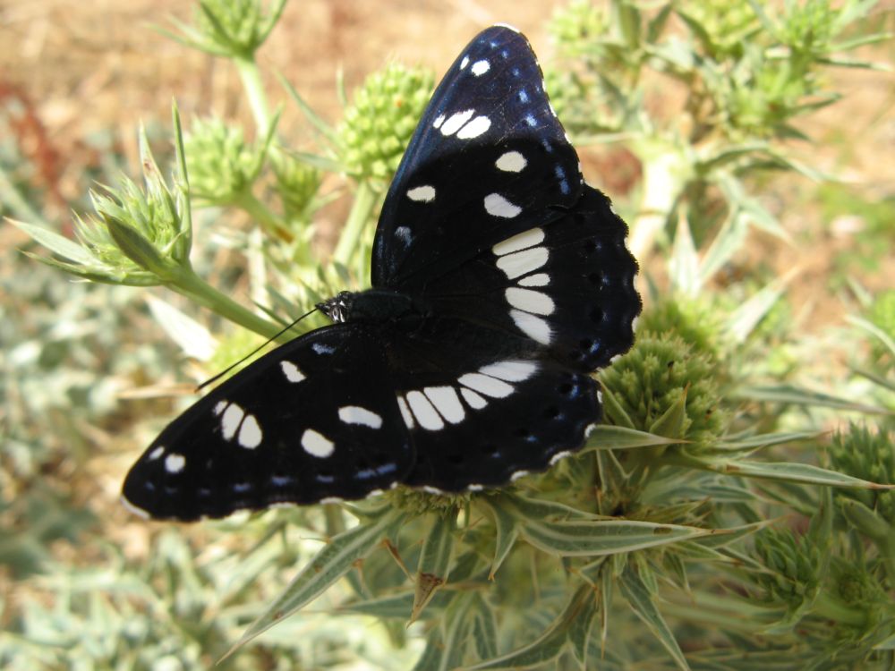 Limenitis reducta